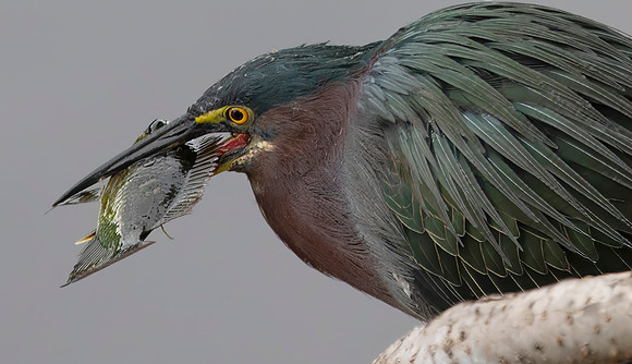 Green Heron With Catch II