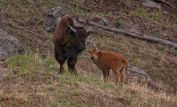 Bison and Offspring