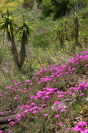 Cactus Garden, Balboa Park, San Diego, CA