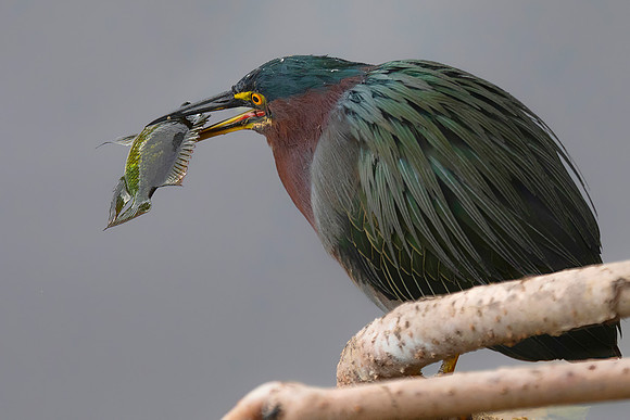 Green Heron With Catch