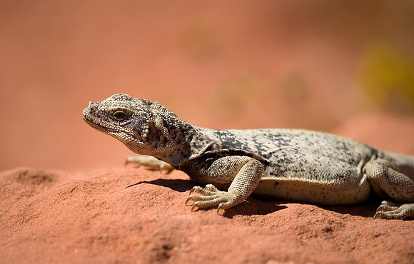 Chuckwalla