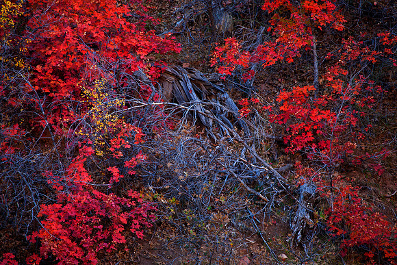 Hillside in Autumn, Upper Mesa, Zion National Park, UT