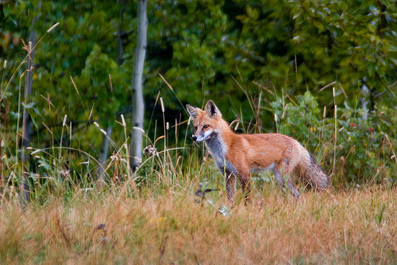 Red Fox