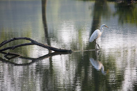 Great Egret