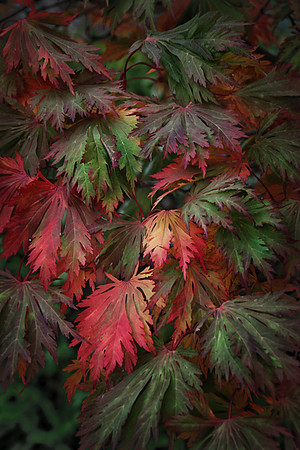 Japanese Maple, Autumn, Anderson Japanese Gardens, Rockford, IL