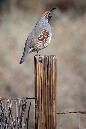 California Quail