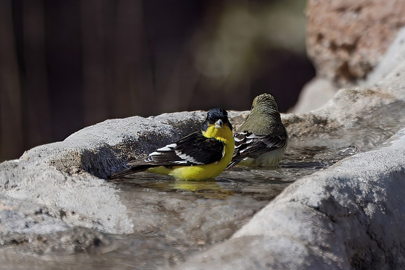Black-backed Lesser Goldfinch