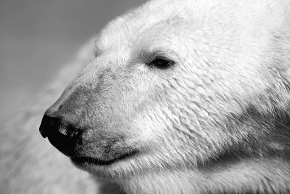 Polar Bear