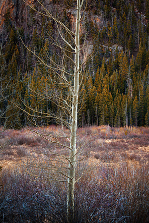 Autumn Birch, Rocky Mountain National Park, CO