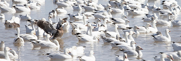 Snow Geese