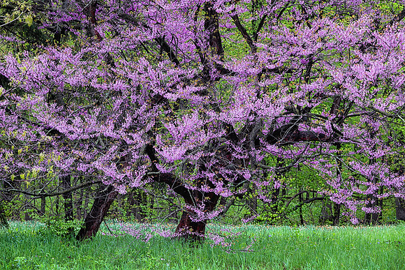 Redbud, Morton Arboretum, Lisle, IL