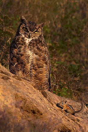 Great Horned Owl and Chipmunk