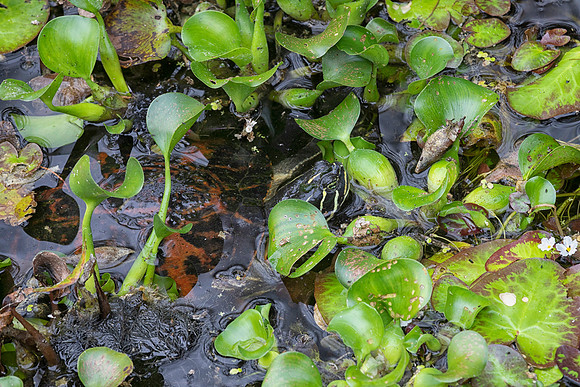 Florida Red-Bellied Turtle