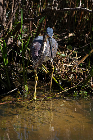 Tri-colored (Louisiana) Heron