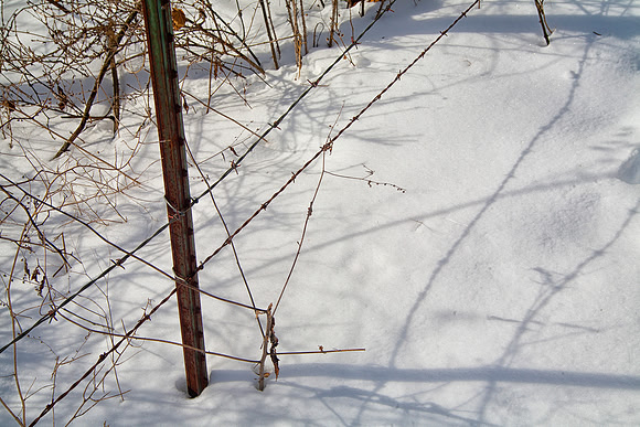 Barbed Wire