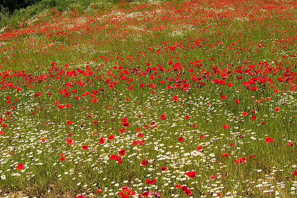 Flowering Fields, Monteriggioni, Italy