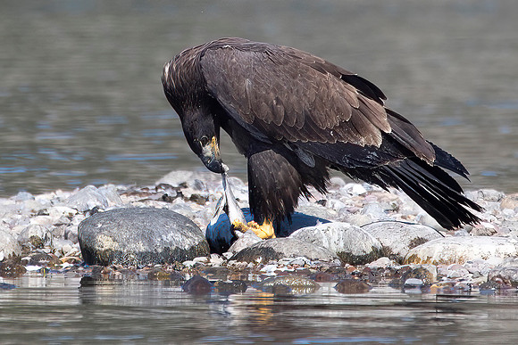 Bald Eagle, Juvenile