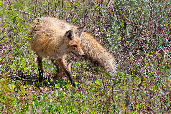 Red Fox
