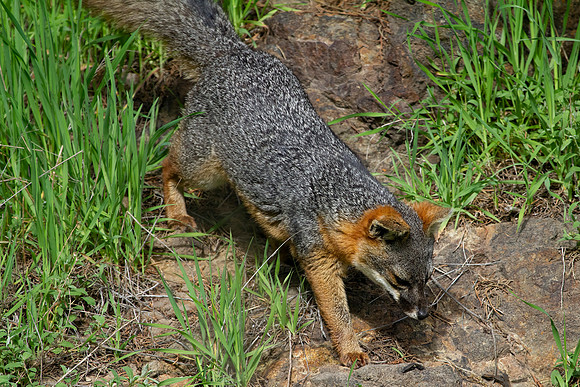 Channel Islands Fox