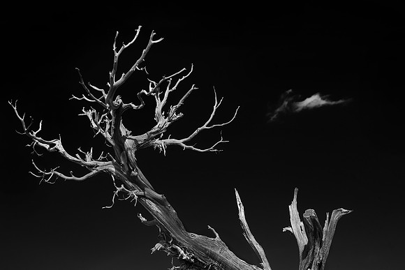Juniper and Cloud, Black Canyon of the Gunnison National Park, Montrose, CO