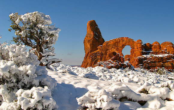 Juniper and North Window, Arches National Park, UT