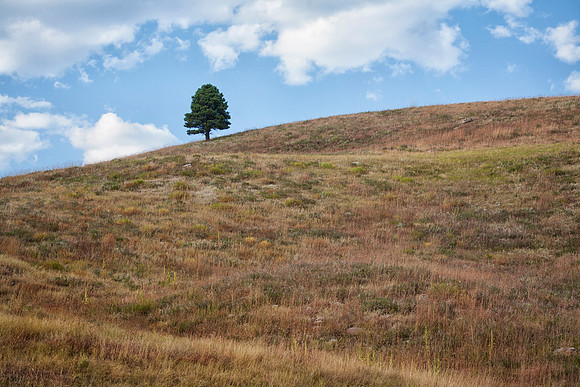 Lone Tree, Custer State Park, SD