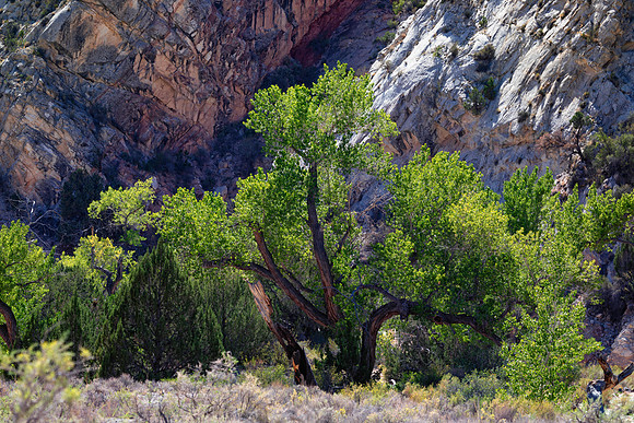 Cottonwoods in the Canyon, Grand Staircase Escalante National Monument, UT