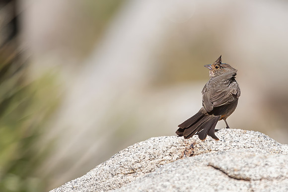 Pyrrhuloxia, Juvenile