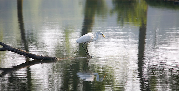Great Egret