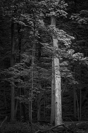 Illinois Canyon, Starved Rock State Park, IL