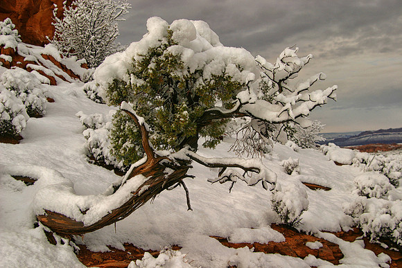 Leaning Juniper in Snow, Arches Naiotnal Park, UT