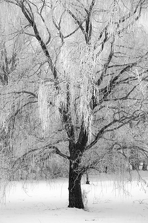 Hoarfrost on Trees, St. Charles, IL