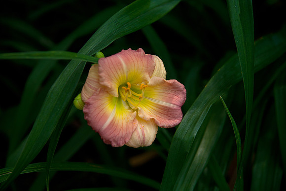 Apple Blossom