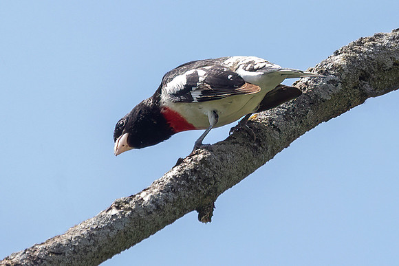Rose-breasted Grosbeak, Male