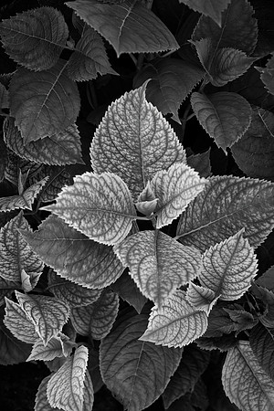 Crabapple Leaves, IL