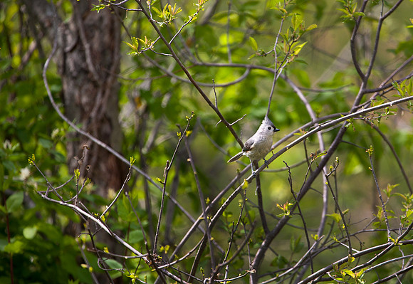 Tufted Titmouse II