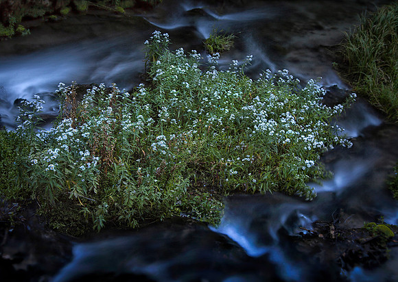 Roughlock Falls, Runoff and Wildflowers, Spearfish Canyon, SD (September 12, 2015, 7:08 am)