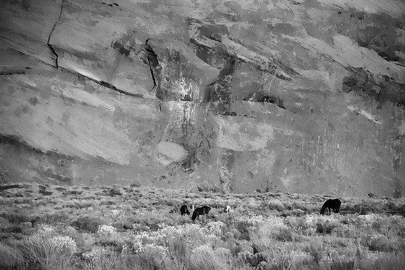Grazing Horses, Floor of Monument Valley, UT/AZ