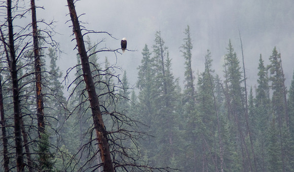 Bald Eagle, Banff National Park, Alberta, Canada
