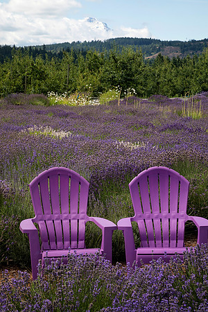 Purple Chairs, Hood River Lavender Farm, Hood River, OR