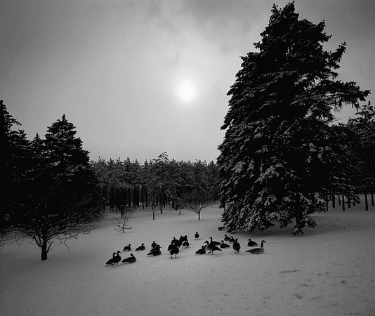 Winter Sunset, Canada Geese, Morton Arboretum, Lisle, IL