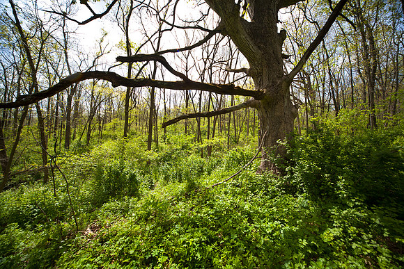 Oak and Forest