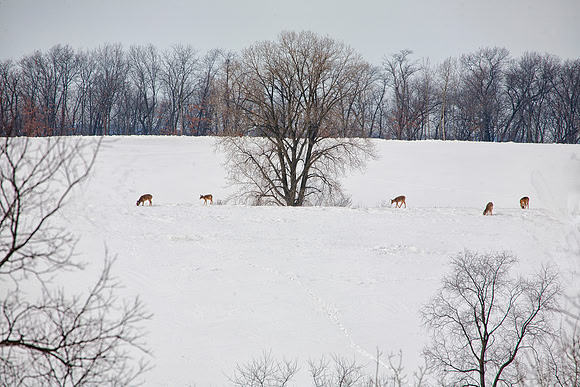Deer on Ridge