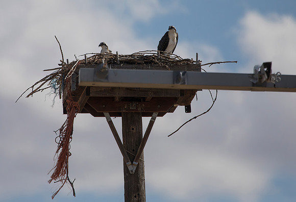 Nesting Osprey