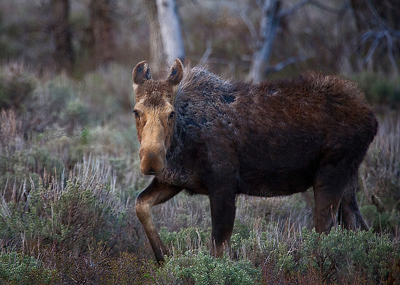 Cow Moose