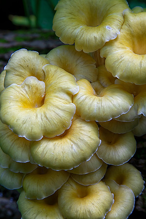 Fungus, Starved Rock State Park, IL