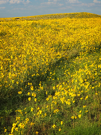 Brown Eyed Susans, Eastern Colorado