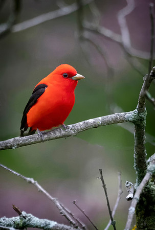 Scarlet Tanager, Male