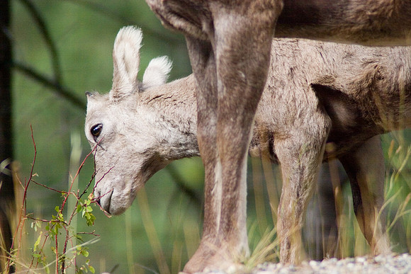 Big Horn Sheep, Radium Hot Springs, British Columbia, Canada