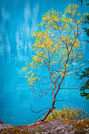 Tree and Aqua Waters, Moraine Lake, Banff National Park, Alberta, Canada